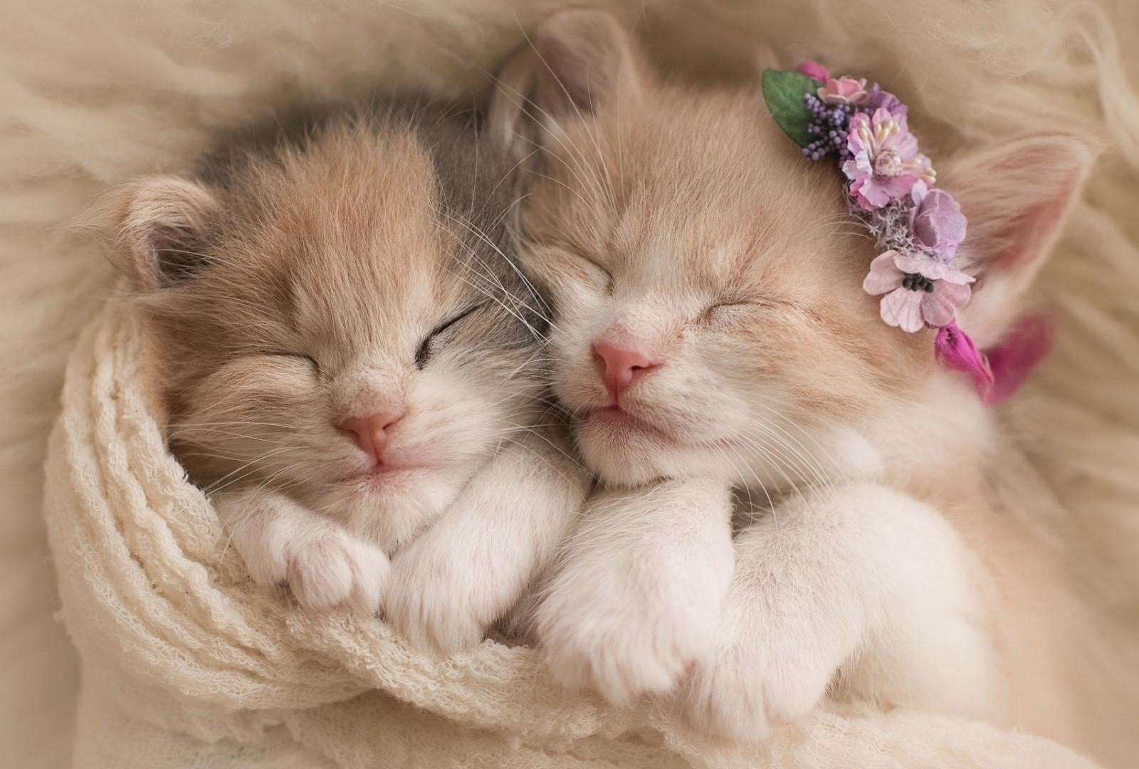 Tải Hình Nền Cute Dễ Thương, Đẹp Nhìn Cưng Muốn Rớt Tim