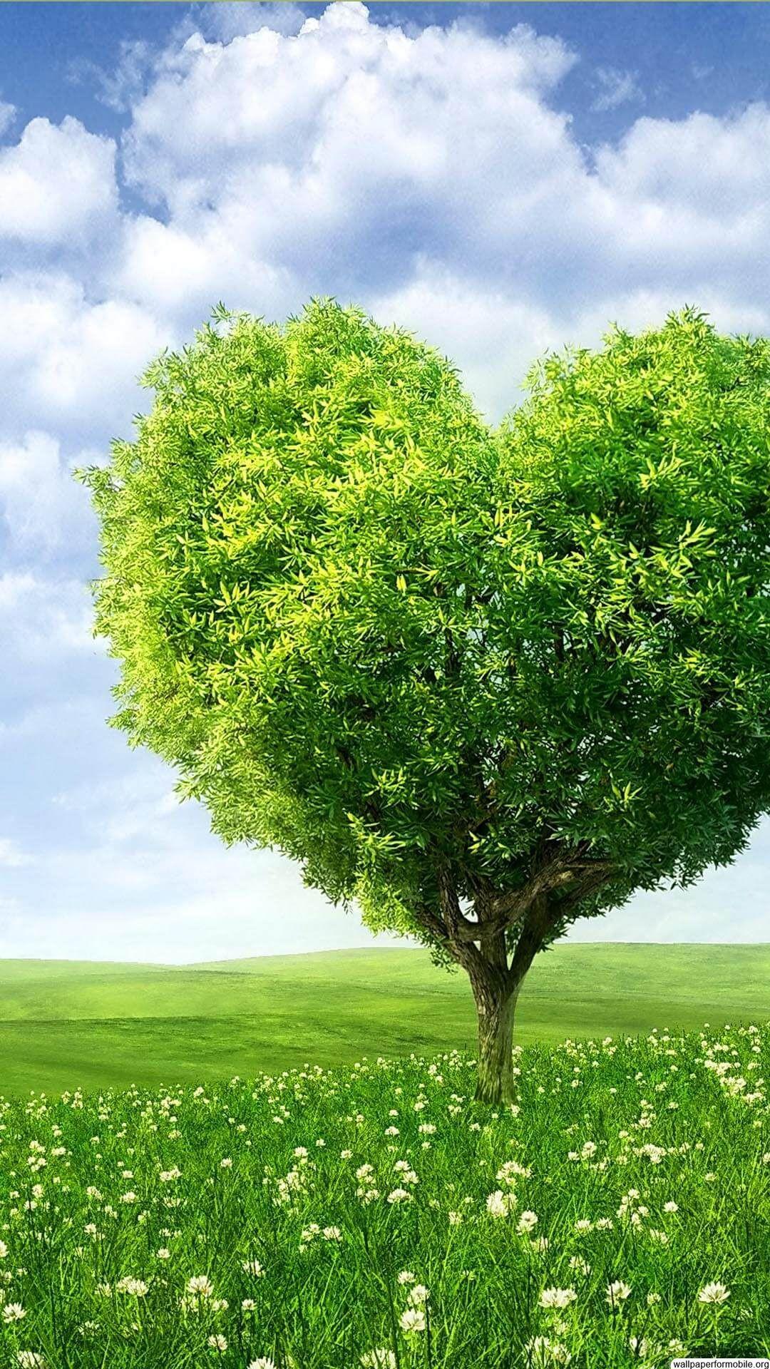 99+ Hình Nền Lá Cây Mang Vẻ Đẹp Của Thiên Nhiên Cây Cối